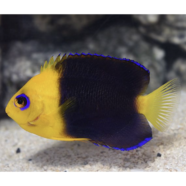 JOCULATOR ANGELFISH